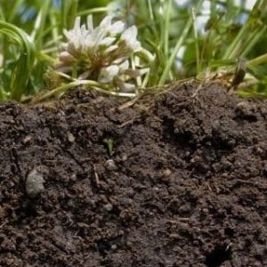 Soil